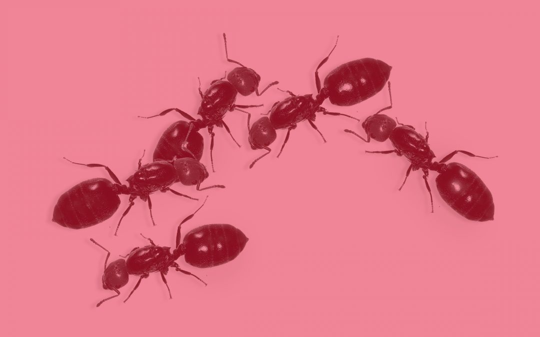 Les Grands Débats d’Université Paris Cité : « Quelle transmission des savoirs ? »