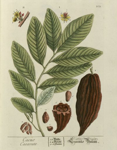 Planche 373. Cacao caeavate (1760)