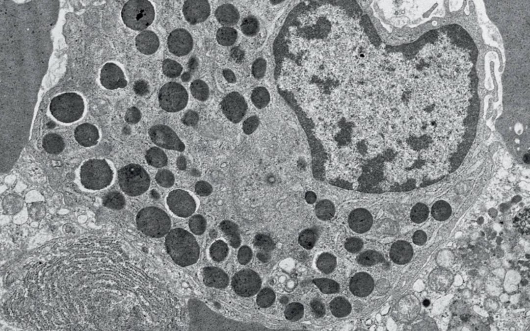 Le rôle de certains globules blancs dans la réponse immunitaire au SARS-CoV-2