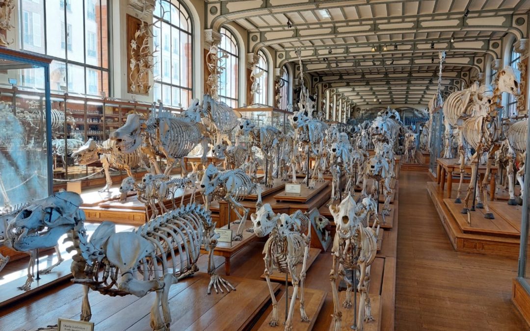 Des cours au Muséum d’Histoire Naturelle pour des étudiants du PASS