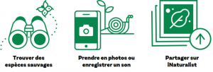 Pictogrammes indiquant les différentes étapes à suivre pour participer : trouver des espèces sauvages, prendre en photos ou enregistrer un son, partager sur iNaturalist