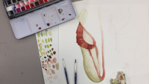 Initiation au dessin naturaliste │Estelle Cruz