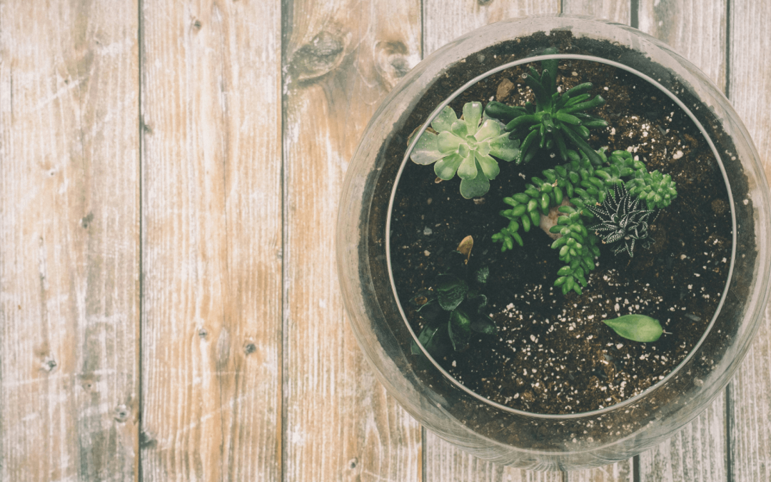 Atelier : Fabrication de terrarium