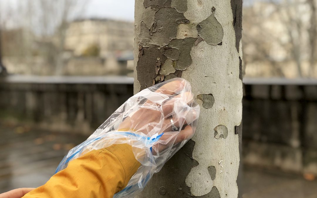 La pollution urbaine mesurée dans l’écorce des platanes