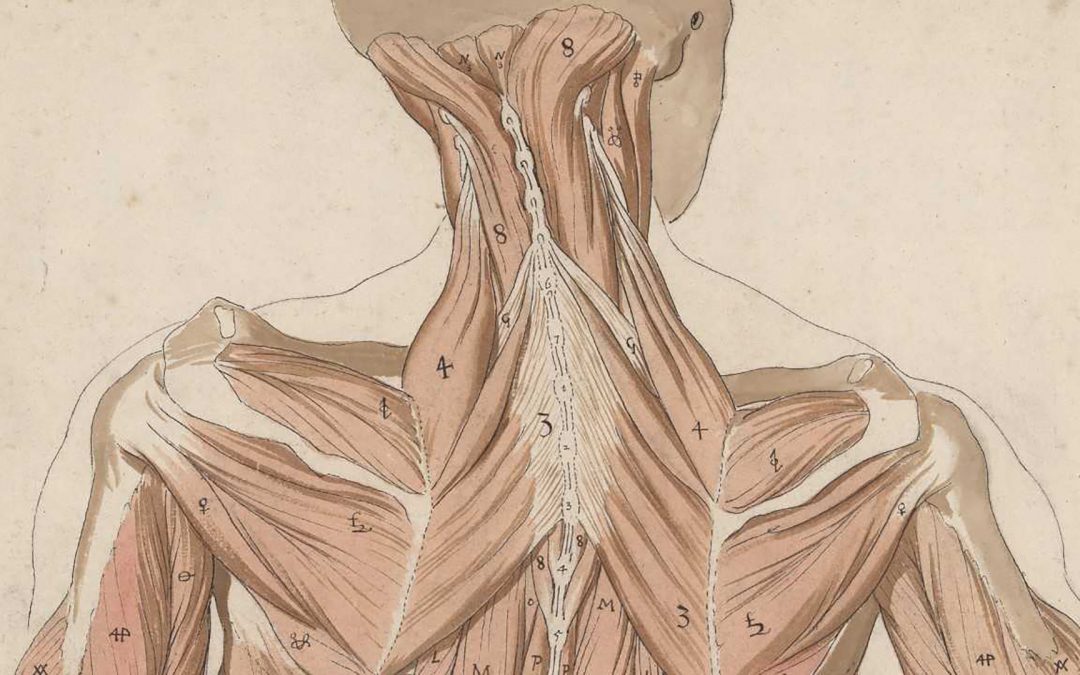 Exposition : quatre atlas de myologie du Siècle d’or néerlandais