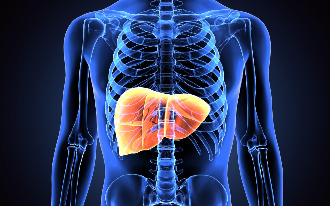 Liver Cells Control our Biological Clock