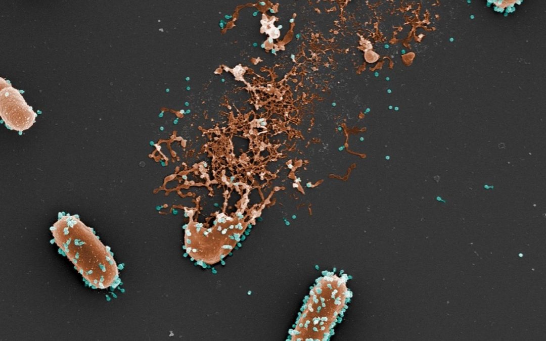 Phagothérapie : un modèle pour prédire son efficacité face aux bactéries pathogènes