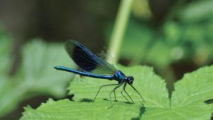 BiodiverCité : une exposition naturaliste et immersive @ Station d'écologie forestière