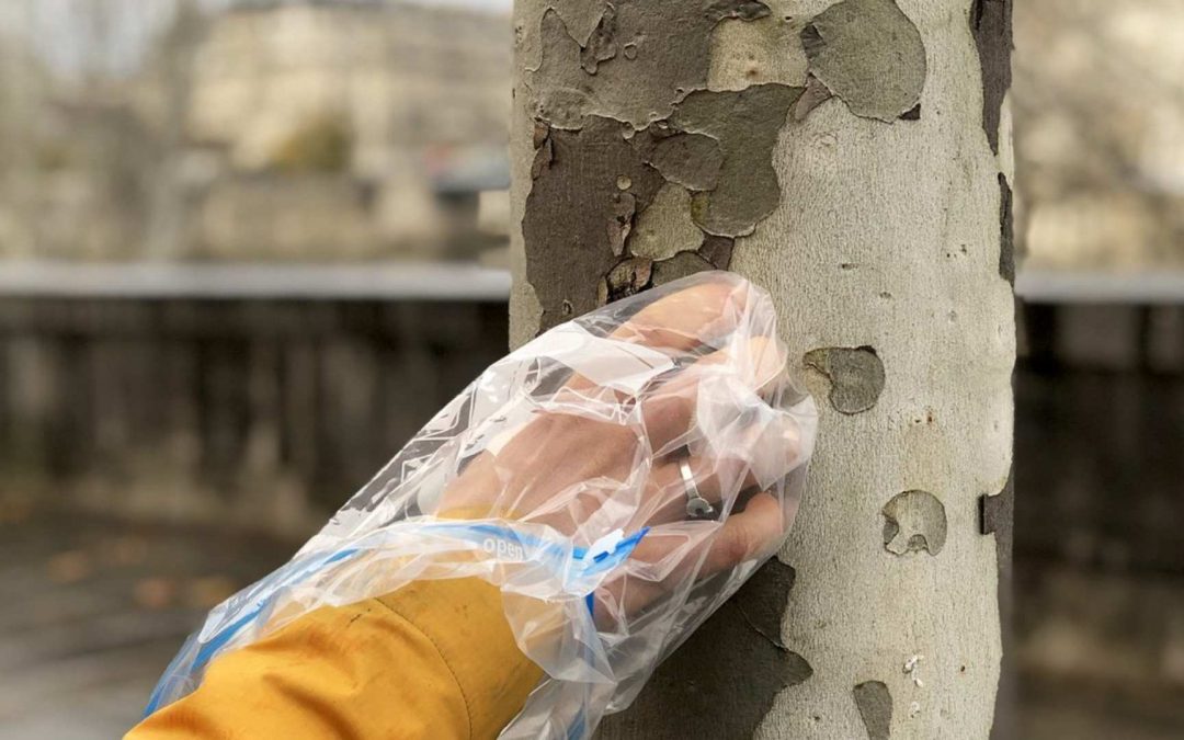 Mesurer la pollution de l’air dans l’écorce des platanes !