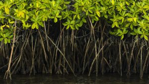 [Circle U.] Les îles face au changement climatique @ En ligne