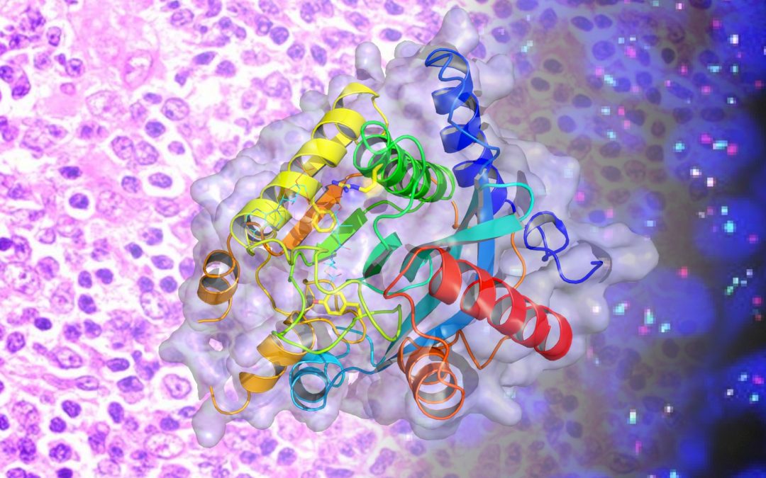 Lymphomes B : Quand une enzyme « zombie » favorise leur survenue