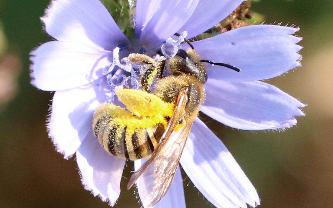 One in ten European bee species at risk, new biodiversity warning